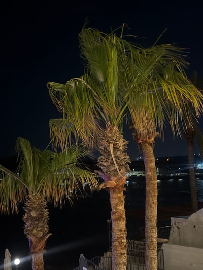 At night in Saint Paul's Bay, Malta, palm trees line the waterfront, their fronds swaying in the dark. The trunks are illuminated by artificial lights, while the background reveals dim lights of the city across the bay, possibly a hotel. Above, a faint light can be seen, reflecting off the building beside the palm trees.
