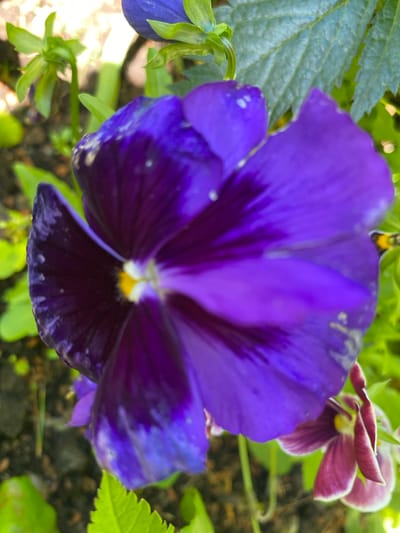 In Korvet, Russia, a close-up, high-angle shot captures a vibrant purple pansy flower in full bloom. The flower's deep purple petals are tinged with darker hues towards the center, which features a bright yellow stamen. The petals have a delicate, velvety texture, with some appearing slightly wet, possibly from recent dew or rain. Behind the main flower, a smaller, reddish-purple pansy with white-edged petals is visible, slightly out of focus. The background consists of lush green foliage and dark, earthy soil, suggesting a garden or natural outdoor setting. The lighting is bright, creating highlights on the petals and casting soft shadows. There are no people or animals present in the image.