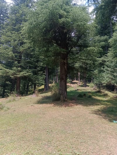 The image depicts a sun-dappled clearing in a forest, likely located in the Chhyal region of India. A large, mature coniferous tree with dense foliage stands prominently in the foreground, its trunk thick and textured. The ground is covered in dry, sparse grass, with patches of earth visible. In the background, a dense forest of similar coniferous trees stretches out, creating a sense of depth. Sunlight filters through the canopy, casting shadows on the ground. There are no people or animals visible in the scene. The environment appears natural and undeveloped.