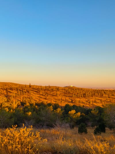 A serene landscape captures the golden hour in Be'er-Sheva, Israel. The sky transitions from a clear, bright blue at the top to a warm, orange-yellow hue near the horizon. The mid-ground features a gentle, sun-drenched hillside dotted with numerous slender trees, their forms casting long shadows across the dry, golden grass. In the far distance, a white water tower with a slender antenna stands atop a crest, suggesting the presence of infrastructure. The foreground is filled with a variety of vegetation, including dry grasses and bushes, also illuminated by the warm, low-angled sunlight, creating a textured and vibrant natural scene. The overall impression is one of tranquility and the beauty of nature at sunset.