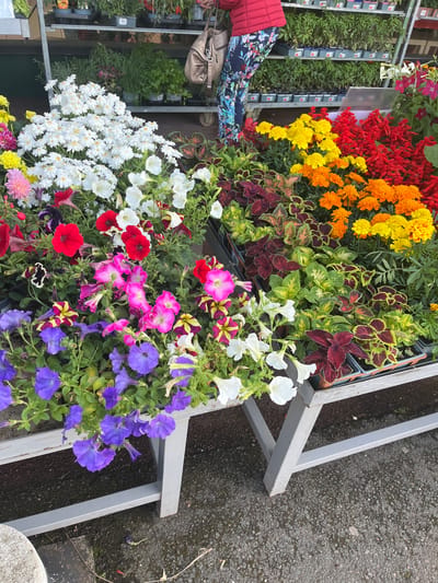 The image captures a vibrant display of flowers arranged on tiered metal shelves at what appears to be a plant nursery or flower market in Saint-Galmier, France.
The topmost tier presents rows of potted plants with flowers in striking reds, oranges, and yellows, interspersed with greenery and coleus plants with patterned leaves.
The second tier showcases a diverse array of petunias in shades of white, red, pink, and purple, adding a softer touch to the display.
Visible to the left are additional shelves holding trays of various plants, some still in seedling stages. A woman in a floral dress and a red jacket is partially visible, along with a beige purse, indicating customer activity within the market. The gray pavement underneath the shelves suggests an outdoor setting.