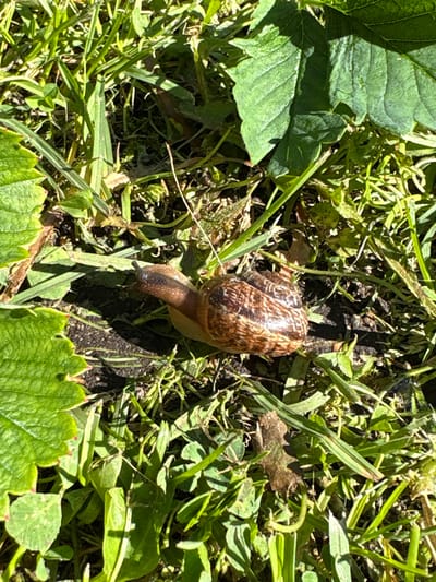 A snail is on the ground amongst green grass and some large green leaves. The snail is brown and coiled into a spiral shell with darker brown stripes. The snail is extended with its head out, showing two antennae. The scene appears to be in a garden or outdoor grassy area. No specific location in Ленинградская, Russia is identifiable from the image.