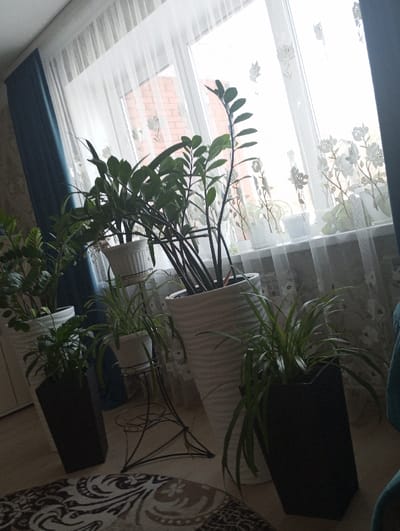 The image depicts an indoor residential scene in Yaromaska, Russia, focused on a window area. A large window spans the background, featuring sheer white curtains with white floral embroidery. Dark teal-blue curtains are drawn to the left of the window frame. Through the sheer curtains, a reddish-brown brick building is partially visible in the distance.

Multiple potted plants are arranged around the window. In the foreground, a prominent Zamioculcas zamiifolia (ZZ plant) stands in a tall, white, ribbed conical planter to the right of center. Another ZZ plant is visible in a white pot further to the left. Smaller green plants, possibly spider plants, are situated in white pots along the windowsill. On the floor, two tall, dark, likely black, hexagonal planters containing green foliage plants are positioned on either side of a black metal plant stand. This stand features two circular tiers and holds a smaller white pot with a green plant. Another large white ribbed conical planter with a plant is visible behind the plant stand to the right.

The floor in the foreground is light-colored, likely wood or laminate, partially covered by a round rug with an ornate, dark brown and beige patterned design. A wall with light-colored patterned wallpaper is visible on the left. No individuals or discernible actions are present in the scene. Natural light illuminates the room through the window.