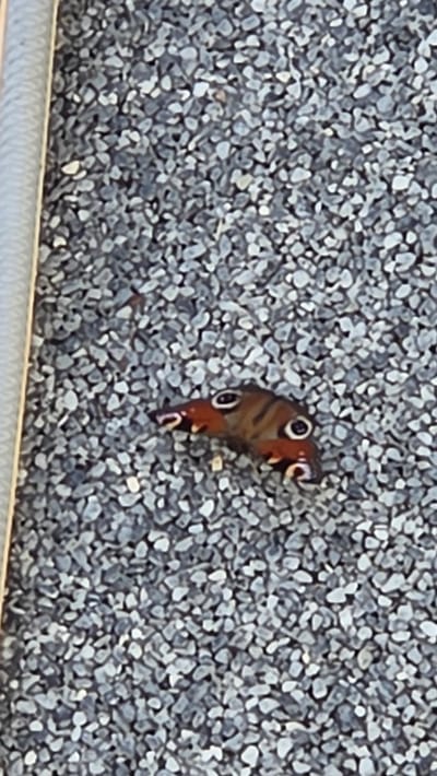 The image shows a close-up, overhead view of a peacock butterfly resting on a surface covered in small, gray gravel. The butterfly is the central subject, positioned slightly to the right of the frame. Its wings are a mix of brown and orange, with distinctive eye-like markings in black and blue circles. The butterfly appears to be still, with its wings partially closed.
The background is entirely composed of the granular surface, which resembles roofing shingles or a path. The gravel is uniform in color and size, creating a textured backdrop that contrasts with the delicate patterns of the butterfly. The lighting suggests it is daytime, with no strong shadows indicating a specific time of day. The setting is likely outdoors, given the natural elements like the gravel and the butterfly.
There is a thin, horizontal band of what appears to be white material at the very bottom of the image, possibly the edge of a roof or another surface. No people are visible in the image, and there is no visible text. The image is somewhat blurry, but the details of the butterfly are still discernible. The location context provided is Ottonville, France, which might imply a European setting for this observation of wildlife.