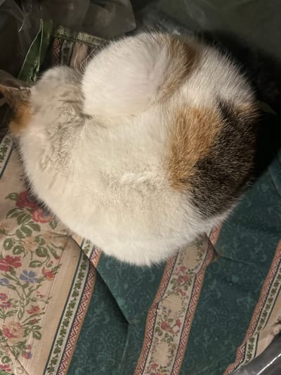 The image shows the curled-up back of a calico cat on a patterned bedspread. The cat's fur is primarily white, with patches of brown and black. The bedspread has a green background with floral patterns. The location in the city of Letnitsa, Bulgaria is not discernible from the provided image.