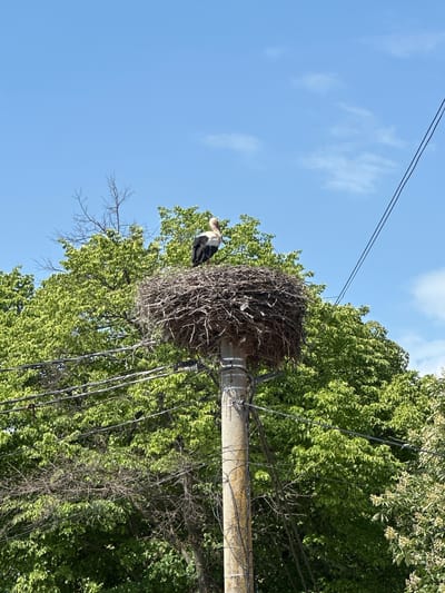 A low-angle shot shows a large bird nest atop a weathered concrete utility pole with multiple power lines attached. A stork, identified by its white and black plumage, perches at the edge of the nest. The nest appears constructed from branches and twigs. Lush green foliage from nearby trees forms a backdrop, contrasting with the clear blue sky in the upper left corner. The location is Aprilovo, Bulgaria, based on information.