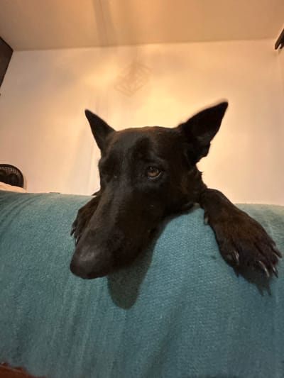 A black dog with pointed ears is resting its paw on a blue blanket or surface. The dog's head is angled upwards and towards the left of the frame. The background is a white wall, which appears to be indoors. The location is not discernible based on the provided image.