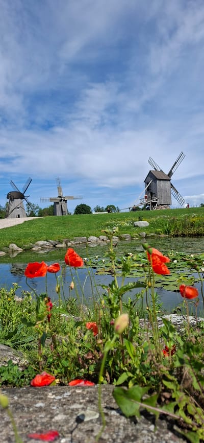 A Dutch windmill and two traditional windmills are visible on a grassy hill under a partly cloudy blue sky in Angla, Estonia. The windmill on the far left is black and conical. The middle windmill is gray and rectangular with four white blades. The windmill on the right is gray and rectangular with four brown blades and is positioned closest to the viewer. A calm body of water with lily pads and water lilies is in the foreground, bordered by rocks. Red poppies and green foliage are in bloom in the immediate foreground, with fallen red poppy petals scattered on a stone surface. A few people are visible near the windmills on the hill.
