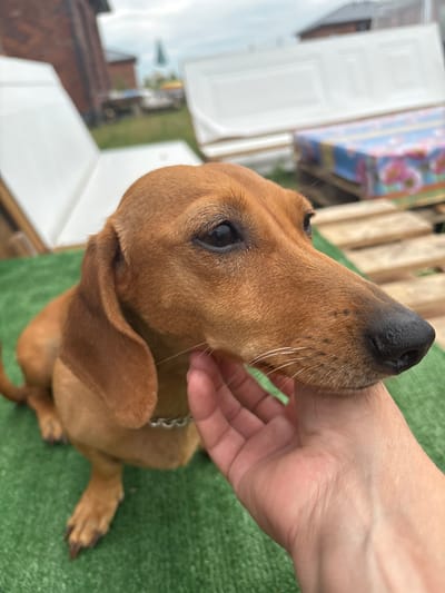 A short-haired dachshund, primarily reddish-brown in color, is being petted on its head by a human hand. The dog is sitting on a green, artificial turf surface. In the background, there are several white doors or panels leaning against something. Further in the background, wooden pallets are visible, one stacked with a colorful, patterned box. The setting appears to be outdoors, possibly a yard or an area with construction or renovation materials. The sky is overcast. The location is identified as Kon', Russia.