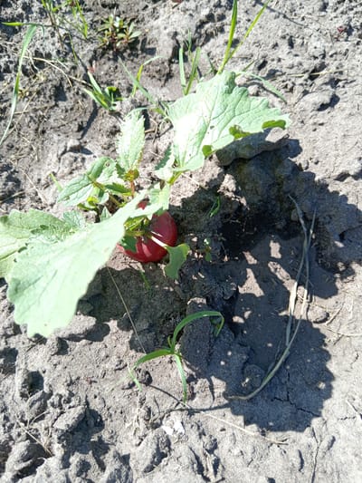 A close-up, high-angle shot shows a single, ripe red radish growing in dry, sandy soil with sparse green grass and debris. The radish is partially obscured by large, serrated green leaves. The ground is uneven and cracked, with shadows cast by the plant and other unseen objects. The scene appears to be outdoors in an undeveloped area within the Жгунскі сельскі Савет, Belarus. There are no people or animals visible in the image.