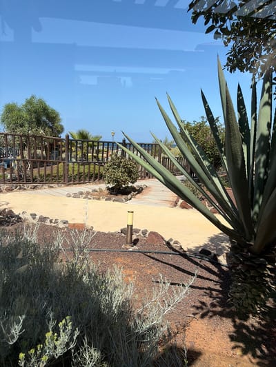 This image depicts an outdoor scene with a focus on vegetation and a pathway. A large agave plant with long, spiky leaves dominates the upper left portion of the frame, casting dappled shadows on the ground. To the right, a sandy path winds through a garden area. The path is bordered by dark, volcanic-looking rocks and some dry, greyish-green shrubbery. Further into the background, a wooden fence or railing runs along the path, behind which are more green plants and a glimpse of palm fronds. In the sky, there are reflections that suggest the photo might have been taken through a window. The lighting suggests it is daytime, likely sunny, with clear blue skies. No people are visible in the image.