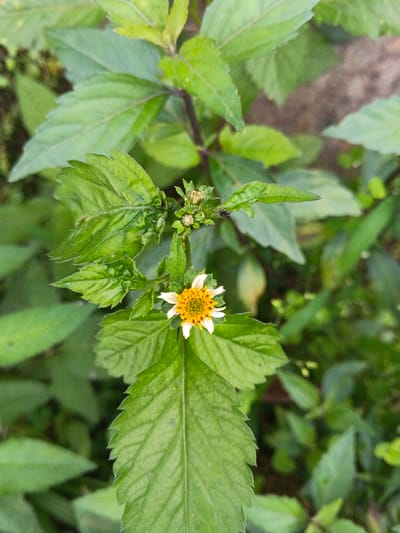 The image showcases a flowering plant amidst lush greenery. A solitary flower, featuring a vibrant yellow center surrounded by delicate white petals, stands out against the background of jagged-edged green leaves. The plant's stem and multiple unopened buds are also visible, suggesting continuous growth. A tiny insect rests near the buds. The image is focused, providing a clear view of the plant's features and textures.