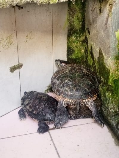 The image shows two turtles on a tiled floor in a corner. The floor tiles are a light pinkish color with faint grout lines. One turtle is larger and positioned behind the smaller turtle, facing away from the camera. The larger turtle has a dark shell with a patterned texture and its legs are visible. The smaller turtle is in front, also facing away from the camera, with its head slightly turned to the left. It has a dark shell with a textured pattern, and its legs are extended.

The background consists of a light-colored wall with some green moss or algae growing on it, particularly in the corner where the wall meets another surface. The wall appears to be made of concrete or a similar material, with some discoloration and texture. The top of the image shows a rough, textured surface, possibly a ledge or the edge of a structure, also with some greenish growth.

The lighting suggests it might be daytime, as the scene is illuminated, but there are no strong shadows indicating direct sunlight. The environment appears somewhat damp due to the presence of the moss. There is no visible text in the image. The overall impression is of an outdoor or semi-outdoor enclosure for the turtles, possibly in a somewhat neglected or naturalistic setting given the moss growth. The activity is simply the turtles resting or moving.