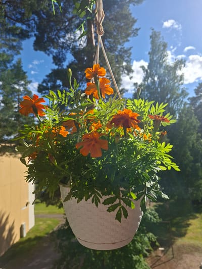 A white woven-texture planter hangs from twine against a bright blue sky with scattered clouds and trees. The planter is filled with vibrant orange marigolds and green foliage. To the left of the planter, a pale yellow building with shadows cast on its side is visible. The background consists of green trees and grass, suggesting an outdoor setting, possibly a balcony or garden area in Mänttä-Vilppula, Finland. There are no people or animals in the image.