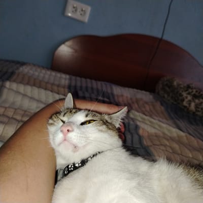 In a dimly lit room, a domestic cat with white and tabby fur is nestled on a bed covered with a patterned comforter. The cat, wearing a black collar with a white paw print pattern, appears to be sleeping or resting, with its eyes partially closed and its head resting on an unseen surface, likely a person's arm. The background shows a blue wall with a white electrical outlet and a portion of a wooden headboard. The scene is indoors, and the lighting suggests it is either nighttime or the room is not well-lit. There is no indication of the specific location within Ekibastuz, Kazakhstan.