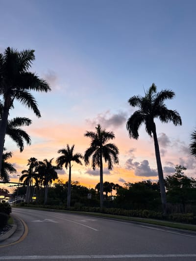 A photograph of a road at dusk, with silhouetted palm trees against a colorful sky. The sky is a gradient of deep blue at the top to orange and pink hues near the horizon, with scattered dark clouds. The road curves from the left foreground towards the right, with white lane markings and a yellow curb. Dense green foliage and more palm trees line the right side of the road, with some buildings and streetlights visible in the distance on the left. The scene appears to be a street in a tropical or subtropical urban area, possibly a residential or commercial district. The absence of people or specific identifying landmarks prevents pinpointing the exact location within Naples, United States of America, but the scenery is consistent with the area's environment.