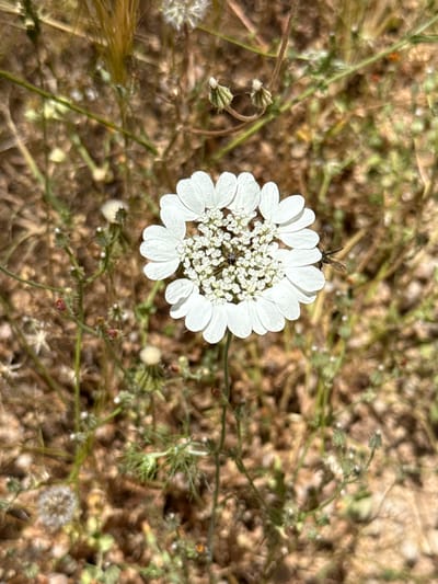 A close-up captures a white flowering plant amidst a field of brown vegetation in Mate Yehuda Regional Council, Israel. The plant, central in the frame, features a dense cluster of tiny white florets surrounded by larger white petals, forming a round bloom. An insect rests atop one of the petals. The background is composed of dry, brown grass and other low-lying plants, suggesting an arid environment. The image focuses on the flower, blurring the surrounding details.