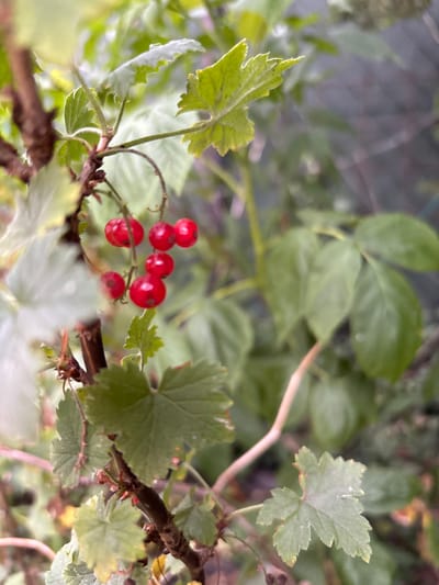In Červená Píska, Czechia, a close-up shot captures a branch of red currants. The small, round berries are a vibrant red, clustered together on thin stems. Green leaves, some with serrated edges, surround the fruit, providing a lush backdrop. The shallow depth of field blurs the background, highlighting the detail of the currants and foliage. The overall impression is one of natural growth and the early stages of fruit development.