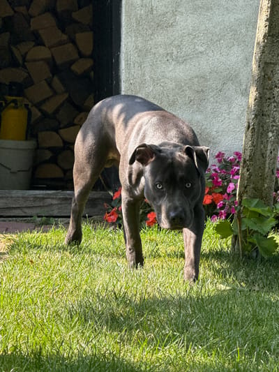 A dark gray pit bull stands in a grassy yard in front of a building. The dog is facing the camera, with its head slightly tilted. Its eyes are light blue. Behind the dog, to the left, is a stack of firewood and a yellow bucket. To the right of the dog is a tree trunk and some pink and red flowers. The building behind the dog has a light-colored, textured wall. The scene appears to be in a residential area. The specific location in Tvarditsa, Bulgaria is not identifiable from the image.