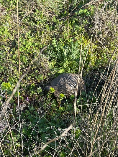 The image depicts a tortoise amidst dense ground cover. The shell of the tortoise is primarily gray and brown. The ground cover consists of various green plants, some with broad leaves and others with more dissected foliage. There are also brown, dried plant stems scattered throughout the scene, partially obscuring the tortoise. The location is the city of Sveti Nikola, Bulgaria.