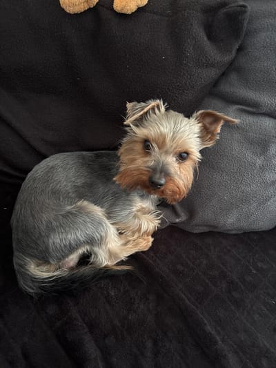 A Yorkshire Terrier is curled up on a black and gray fleece blanket. The dog is predominantly gray with tan and brown fur around its face. The dog is looking up and towards the left with both eyes visible. Part of a stuffed animal is visible in the lower left corner. The location is unknown and there is no evidence the image was taken in Wiener Neustadt, Austria.