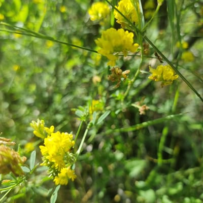The image is a close-up, high-angle shot of a cluster of small yellow flowers and green foliage. A single ant is visible on a thin green stem in the middle right of the frame. The background is a soft blur of green and yellow, suggesting an outdoor natural setting. The lighting indicates it is daytime. The scene is located in the vicinity of the village of Akkemir, Kazakhstan.