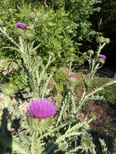 A close-up, eye-level shot captures several purple thistle plants in bloom, set against a backdrop of lush green foliage. The foreground features a prominently blurred purple thistle flower, its petals softly rendered. Behind it, a sharper thistle stalk displays multiple spiky buds and one fully bloomed purple flower. Further back, another thistle plant with two purple flowers and several buds is visible, also in focus. The background is a dense, slightly out-of-focus wall of green leaves and branches, hinting at a natural, outdoor setting in the city of Dzegvi, Georgia. The lighting suggests it is daytime, with sunlight illuminating the plants. No people or animals are present in the scene.