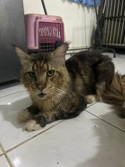 A medium-haired cat with brown and black tabby markings and yellow eyes is lying on a white tiled floor. The cat is facing the camera, with its front paws tucked underneath its chest. Its tail is curled around its body. In the background, a pink pet carrier is visible, along with a metal cage and some blue fabric. The scene appears to be indoors, possibly in a home.