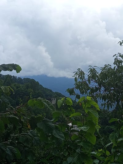 The image depicts a cloudy sky over a verdant, hilly landscape, likely in the vicinity of Makhvilauri, Georgia. In the foreground, dense foliage with large, dark green leaves partially obscures the view. Behind the foliage, a building with a white facade and a dark roof is visible on a hillside. The surrounding hills are covered in lush green trees, suggesting a natural, possibly mountainous, environment. The sky is filled with heavy, grey clouds, indicating overcast or potentially rainy weather. The overall impression is one of a rural, natural setting viewed through overgrown vegetation.