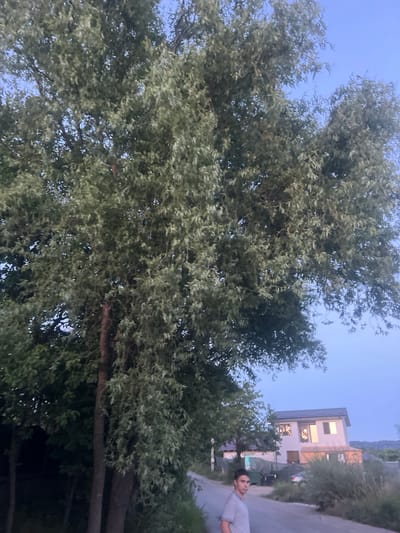 In Bârnova, Romania, a young man stands on a paved road adjacent to a large tree. The man is wearing a grey polo shirt. The road curves gently, leading towards a modern, multi-story house in the background, which is illuminated by soft interior lights. Several other smaller structures and vehicles are visible near the house. The sky is a clear, pale blue, suggesting it is either early morning or late evening. The surrounding area is dotted with trees and vegetation.