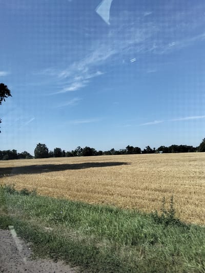 A wide shot captures a rural landscape with a vast field of harvested wheat under a clear blue sky with scattered white clouds. The field dominates the lower half of the image, appearing golden brown and flat, suggesting a recent harvest. A strip of vibrant green grass runs along the bottom edge of the frame, bordering the wheat field. In the distance, a line of dark green trees forms a treeline, separating the field from the sky. A dark silhouette of a tree branch is visible on the far left, intruding into the sky. The overall scene is peaceful and agrarian. There are no people or animals present. The scene does not contain any identifiable landmarks that would pinpoint it to Myrhorod, Ukraine, or any specific urban environment. The image appears to be taken from a moving vehicle due to the slight motion blur on the foreground elements and a reflection on the upper right of the image.
