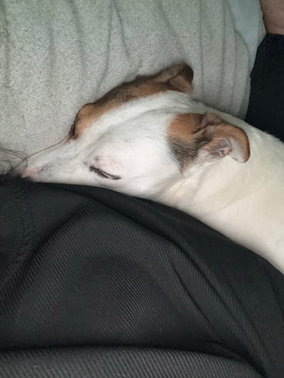 A close-up image, set in an unspecified domestic environment within the city of Petkovo, Bulgaria, features a sleeping dog. The canine subject, characterized by short white fur with tan-brown markings on its head and ears, is positioned facing left across the frame. Its head rests on a dark, horizontally ribbed fabric, appearing to be black or very dark gray clothing. The dog's eyes are closed, with prominent dark eyelashes visible on the lower lid of the left eye. A pinkish nose and visible whiskers are present on its muzzle. The background consists of a light-colored, heavily textured woven fabric, likely a cushion or blanket, exhibiting subtle vertical folds. The overall lighting is soft and ambient.