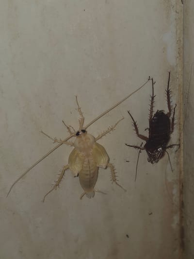The image shows two cockroaches on a light-colored surface, possibly a wall or floor. One cockroach is dark brown and appears to be dead or dying. The other is pale, possibly freshly molted, and appears to be alive. Small ants are visible near the dark cockroach. The photo was taken in Pintomakmur, Indonesia, though this cannot be confirmed from the image alone. The lighting is dim, suggesting an indoor setting.