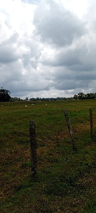 This image depicts a rural pastoral scene in Heni Village, Kenya, under an overcast sky. The foreground features sparse, mixed green and brown grass, with three weathered wooden fence posts positioned vertically: one in the lower center, one slightly to its right, and a third partially visible further right. These posts are aged and show signs of moss or lichen growth. Beyond the fence line, a large grassy field extends into the midground, where several light-colored animals, identified as sheep or goats, are scattered and appear to be grazing. A solitary, darker, indistinct figure, possibly a person or another animal, is also visible within the field further back. The background consists of a dense line of trees forming the horizon. The sky is largely covered with heavy, grey cumulus clouds, indicating overcast weather conditions. The overall lighting is soft and diffused, with no strong shadows.