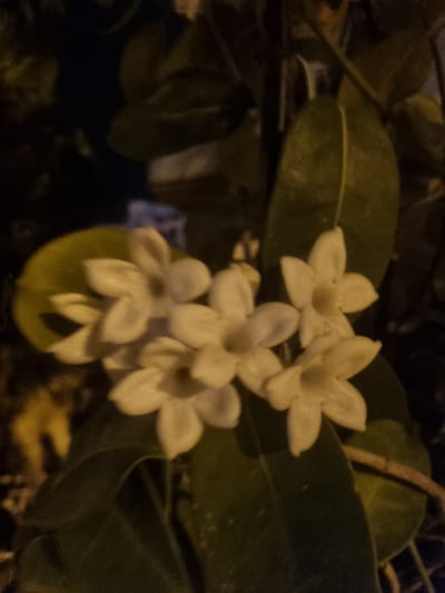 The image is a close-up, slightly blurry photograph of a cluster of small, star-shaped white flowers with green leaves against a dark background. The flowers are the primary subject, with several blossoms visible, some in focus and others slightly out of focus. The lighting suggests it might be evening or nighttime, with some artificial light source illuminating the flowers from the side or front. The environment appears to be outdoors, possibly a garden or a plant in a pot. There are no people or animals visible in the image. There is no information in the image that would indicate its location in the city of Orihuela, Spain.