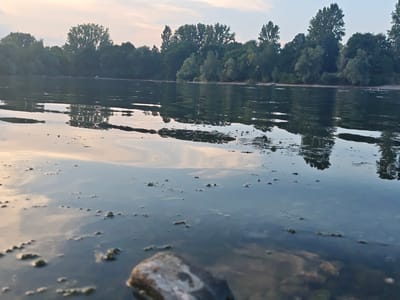 The image depicts a tranquil river scene in Freiburg im Breisgau, Germany, likely the Rhine River or a similar waterway. The perspective is low, at water level, with the foreground dominated by murky water and a submerged rock. Small clumps of algae or debris float on the surface. In the mid-ground, the river reflects the soft light of a hazy sky, with muted colors suggesting either early morning or late evening. The far bank is lined with a dense row of green trees, creating a natural barrier. A few indistinct figures are visible along the shoreline, some appearing to be in the water, possibly swimming or wading. The overall atmosphere is serene and natural, characteristic of a riverside landscape within or on the outskirts of the city.