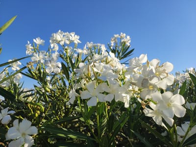 The image captures a low-angle, close-up view of a cluster of white oleander flowers against a clear, bright blue sky. The flowers are in various stages of bloom, with some fully open and others still budding. They are characterized by their five-petaled structure and delicate appearance. The green, lance-shaped leaves of the oleander plant are visible throughout the frame, providing a dense backdrop to the blossoms. A few seed pods are also discernible among the foliage. The lighting suggests it is daytime, likely morning or late afternoon, given the warm tones and subtle shadows cast on the leaves. The overall scene evokes a sense of natural beauty and tranquility. This image was taken in the municipality of Valverde de Leganés, Spain.