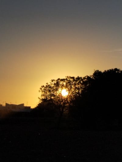 A silhouette of a tree is set against a sunset. The sun, a bright orb, shines through the tree's branches. Houses are visible in the distance, with the sky a gradient of yellow near the horizon to a darker blue above. The foreground is dark, giving the scene a stark contrast between light and shadow. The focus is clearly on the tree and the setting sun.