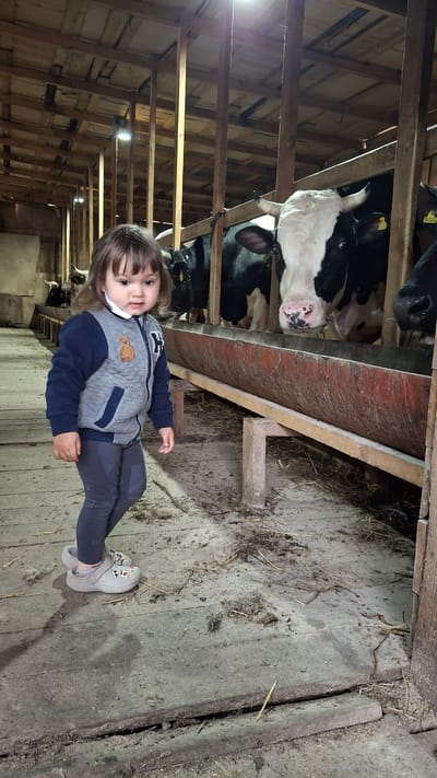 The image shows a young child standing inside a barn. The child is wearing a gray and blue jacket and gray pants. The child is looking at the camera. Behind the child, several cows are standing in a row. The cows are black and white. The barn is made of wood. The floor of the barn is covered in dirt and hay. The image appears to be taken in Bol'shie Tomiki, Russia, as requested.