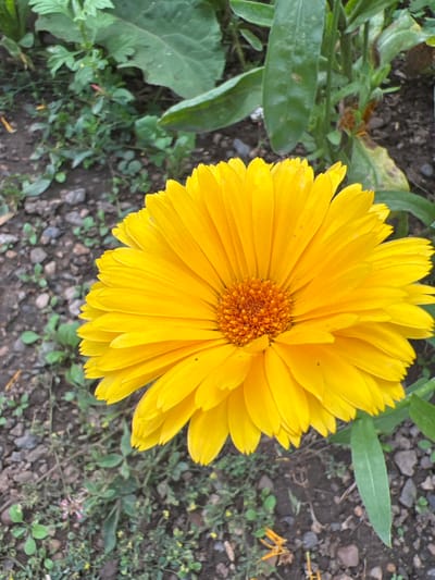 A bright yellow marigold flower is in full bloom, occupying the majority of the frame. The flower's petals are tightly packed and radiate outwards from a textured, orange-brown center. The background consists of dark, rocky soil with scattered green plants and leaves. Some of the larger leaves are a deep green, while others appear slightly wilted or damaged. The overall scene suggests an outdoor garden or natural setting. The location is identified as Нестюково, Russia. There are no people, actions, or interactions depicted in the image.
