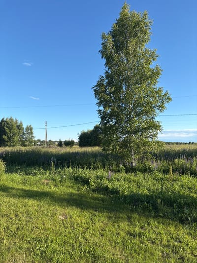 A sunlit, vertical, full shot captures a picturesque rural landscape in Ostrovskoye, Russia. The scene is dominated by a clear, vibrant blue sky, with a few wispy clouds adding texture. A tall, leafy birch tree stands prominently on the left side, its green foliage a stark contrast against the bright sky. In the middle ground, a wooden power pole supports electrical wires that stretch across the frame, hinting at the presence of civilization amidst the natural beauty.
To the right of the tree, a lush field of tall green grass and wildflowers, likely lupines, stretches towards the horizon. The wildflowers, with their delicate purple hues, add a touch of color to the verdant expanse. The field appears to be a natural meadow or pasture, bathed in the warm glow of midday sun, as indicated by the distinct shadow cast on the grass. The overall impression is one of serene, rural tranquility on a clear, bright day. There is no visible text in the image.