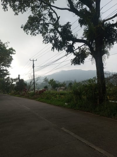The image displays an overcast outdoor scene in Nuwara Eliya, Sri Lanka, under diffused daylight, indicative of early morning or late afternoon. A dark gray paved road or path occupies the lower left quadrant, extending towards the upper center, featuring a subtle, broken white line delineating its inner edge. To the right of the road, a dense strip of green grass and various shrubs forms a roadside embankment.
In the midground, on the right, a prominent tree with dark, dense foliage and a trunk covered in moss or epiphytes stands partially silhouetted against the bright sky. Multiple dark power lines traverse horizontally across the upper frame, passing through and above the tree's canopy. To the left, two wooden utility poles are visible; the taller, closer pole supports a complex network of power lines that extend across the scene. Beyond the immediate roadside vegetation, other trees, including a palm tree, and a small, rustic wooden structure with a simple roof are discernible amidst the green landscape.
The background is dominated by a series of hazy, mist-shrouded mountains or hills, rendered in muted shades of gray and blue, signifying a humid, mountainous environment. No individuals, animals, or active interactions are present within the captured scene.