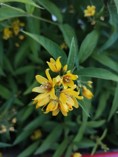 This is a close-up, vertical, eye-level shot of a cluster of yellow flowers, likely a Lysimachia species, in bloom. The flowers are a vibrant yellow with five pointed petals that curve outwards, revealing darker brown centers and delicate white stamens. Some flowers are fully open, while others are in bud. The blooms are set against a blurred background of lush, green foliage, suggesting an outdoor setting in a garden or natural environment.
The lighting appears to be natural daylight, likely during the day given the brightness and the way it highlights the flowers. There are no discernible location cues beyond what can be inferred from the presence of garden flowers. No people are visible in the frame, and no activity or event is taking place, other than the natural process of the flowers blooming. There is no visible text in the image. The overall impression is one of natural beauty and the simple elegance of wildflowers. The hints provided reinforce the focus on the yellow flowers and green leaves, showing different angles and levels of detail within the same scene.