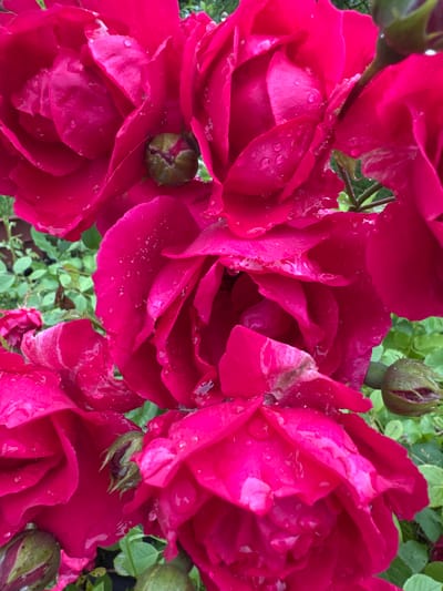 A close-up, high-angle shot captures several vibrant fuchsia roses, some fully bloomed and others still in bud, glistening with water droplets. The petals are ruffled and appear soft. Interspersed among the roses are green leaves and stems. The background is a blur of green foliage, suggesting a garden setting. There are no people or man-made structures visible. The image quality is sharp, with good detail in the roses and water droplets. The overall lighting is natural, with a slightly diffused quality, indicating it was taken outdoors, likely on a cloudy or overcast day. This scene is likely located in the city of Подолино Ст, Russia, within a garden or floral display.