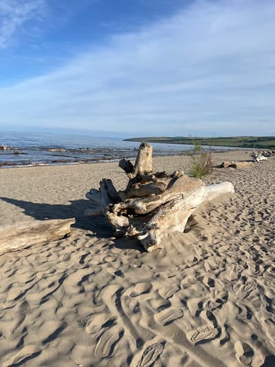 The image shows a sandy beach with large pieces of driftwood. In the foreground, a prominent, gnarled piece of driftwood lies on the sand. To its left, another piece of driftwood is partially visible. The beach extends towards the water, where calmer waves lap the shore. Further in the distance, a body of water meets a low-lying coastline with rolling green hills under a partly cloudy blue sky. The scene is a natural, outdoor environment.