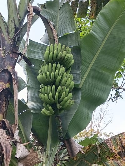 A low-angle, close-up photograph depicts a large cluster of green, unripe bananas hanging from a banana plant in Ulunaron, Indonesia. The central subject is a robust bunch of approximately five to six hands of bananas, varying in size, all displaying a consistent light green color indicative of immaturity. Minor dark speckling is visible on the surface of some individual fruits. The bananas are suspended from a thick, green stalk. Surrounding the fruit and stalk are several large, paddle-shaped banana leaves; some are deep green and appear healthy, while others exhibit signs of age and wear, including brown edges, tears, and mottled yellow-brown discoloration. To the left, a segment of the banana plant's pseudostem is visible, characterized by layers of dried, brown, fibrous leaf sheaths. The background shows areas of bright, diffused sky and sparse glimpses of other tree foliage, some green and some bare-branched, under natural daylight conditions. No human presence or artificial objects are depicted.