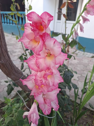 A close-up, vertically oriented, eye-level shot features a stalk of pink gladiolus flowers in bloom, with a wooden trellis and a light blue and white building in the background. The flowers are predominantly light pink with darker pink ruffled edges and some yellow in the center of the blooms. The stalk is positioned on the left side of the frame, extending upwards. To the left of the flowers, a thick, rough-textured brown wooden vine or branch is visible, secured by thin wire. In the background, a light blue railing runs horizontally in front of a white building with a brown door. The ground is paved with light-colored interlocking pavers. Green leaves and other foliage are present around the flowers and building. The scene appears to be an outdoor garden or yard in Nabran, Azerbaijan.