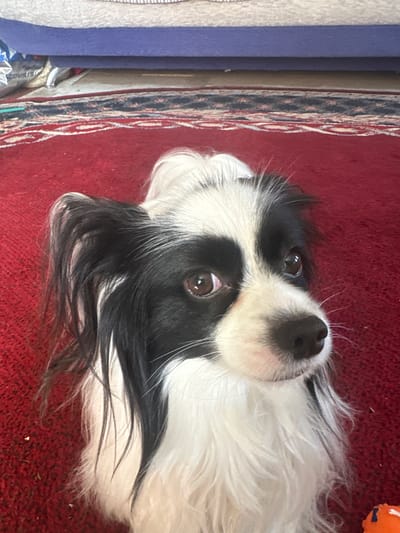 A black and white dog with large, expressive brown eyes is looking up and to the right, its head tilted slightly. The dog has long, flowing fur, predominantly white with black markings around its eyes and ears. It is positioned on a red carpet with a traditional pattern visible in the background. Partially visible in the upper portion of the image is the underside of furniture, possibly a sofa or bed, with a blue cushion. The scene appears to be indoors, likely a living room.
