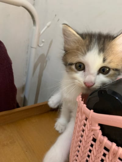 A close-up, eye-level shot shows a kitten peering over the edge of a pink woven basket, positioned on a wooden surface. The kitten, with white, brown, and black fur, has wide, dark eyes and a pink nose. Behind the kitten, a white wall with some shadows is visible. To the left, a dark red cloth is draped over a white object. The scene is indoors, with the wooden surface appearing to be a table or shelf. There is no indication of the city of Tanjungsepreh, Indonesia within the image.