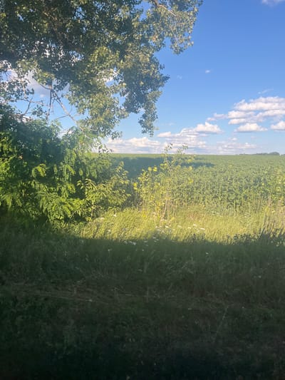 The image depicts a sunny day scene in Viazivok, Ukraine. In the foreground, tall grass and foliage cast a shadow. To the left, a large tree with green leaves overhangs the scene, with its branches reaching towards the sky. Beyond the foreground, a vast field of green sunflowers stretches towards the horizon. The sky above is a clear blue, dotted with fluffy white clouds. The overall impression is one of a peaceful rural landscape under a bright sky.